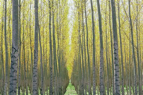 Rows Of Commercially Grown Poplar Trees Photograph By Mint Images
