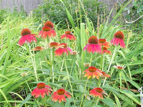 Discover how to tell if plant damage is from deer. Red coneflower | Deer resistant flowers, Deer resistant ...