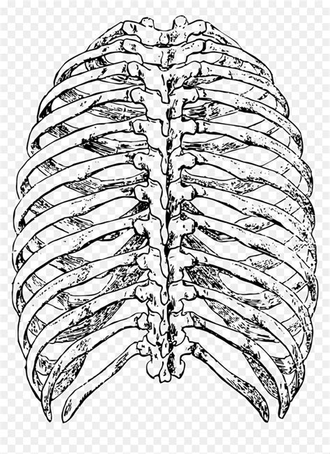 Drawing rib cage can be huge struggle for beginners. Rib Cage Drawing Back, HD Png Download - vhv