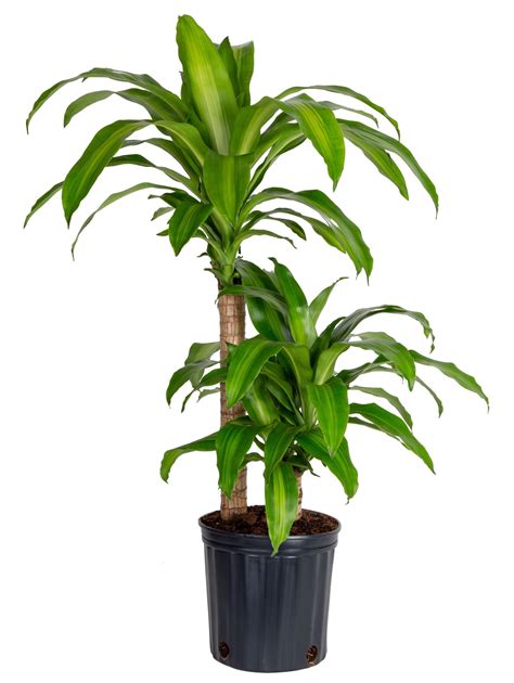 Costa Farms Plants With Benefits Live Indoor Green Mass Cane Plant In 10in Grower Pot