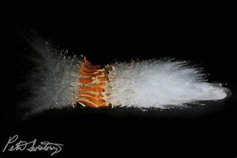 Pumpkin Vs Shotgun Slug High Speed Photography