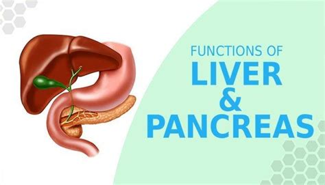 What Is A Pancreas In Biology Diabetestalknet