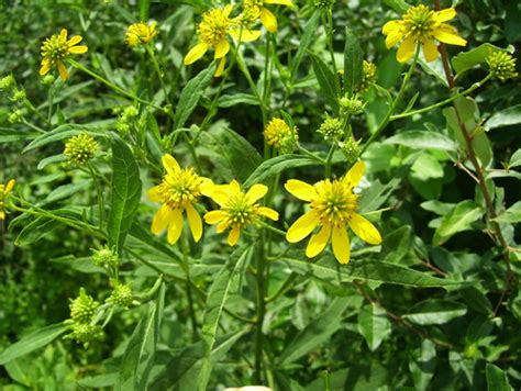 The flowers are easy to recognize by their eight to 12 yellow petals arranged symmetrically be sure you have properly identified your weeds as lesser celandine, as there are other plants that resemble it. Yellow flowered weed