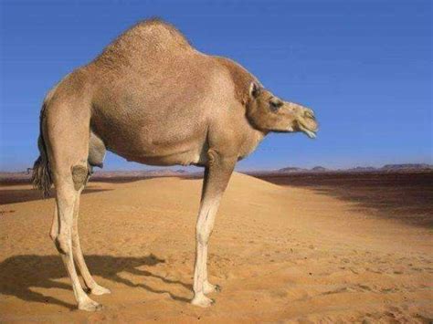 It could be a gun or a knife there. 34 Animals Without Necks That Honestly Look Way Better