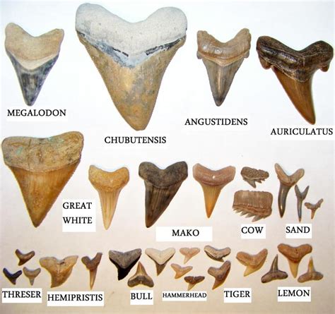 Great White Shark Tooth Size