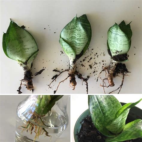 How To Propagate Your Plants Three Easy Ways To Make Two Plants Out Of