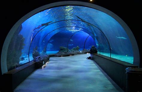 Aquarium Tunnel Aquarium Rotterdam Zoo Beautiful Buildings