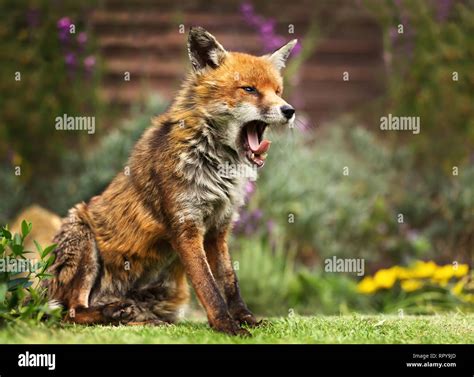Close Up Of A Red Fox Yawning Uk Stock Photo Alamy