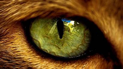 Eyes Animals Wallpapers Animal Desktop тварини як
