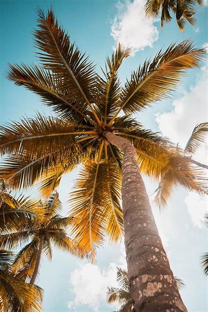 Palm Tree Leaves Sky Iphone Parallax 4s