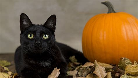 Halloween Cats The History Myths And Facts Pets Nurturing