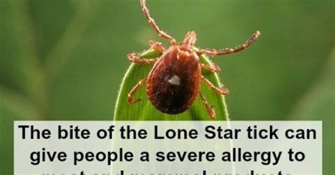 Lone Star Tick Ticked Off Lyme Disease Pinterest Lyme Disease
