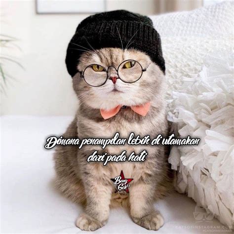 25 Meme Kucing Yang Imut Ngegemesin Dan Bikin Ketawa Kata Kucing