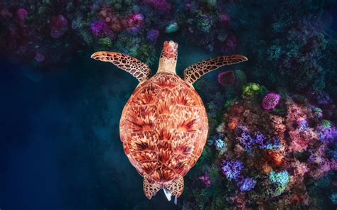 Download Wallpapers Green Turtle Coral Reef Beautiful Turtle Top