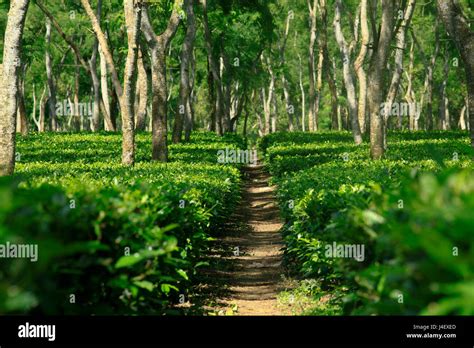 A tea garden at Kamalganj in Moulvibazar, Bangladesh Stock Photo - Alamy