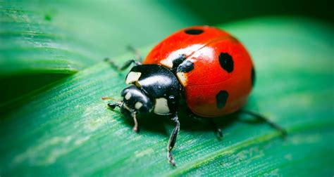 How To Get Rid Of Ladybugs