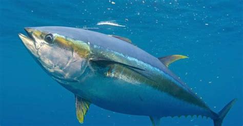 Ghana Is Largest Producer Of Tuna In Africa, 4th Globally ...
