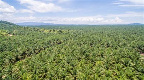 Begini Manfaat Kelapa Sawit Bagi Perekonomian Ajaib