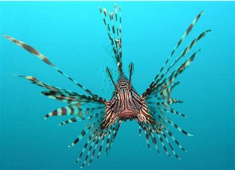Unusual Deep Sea Animals