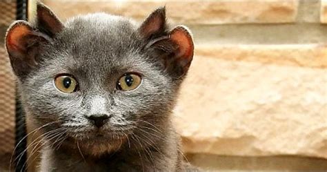 Rare Cat Is Born With 4 Ears Yoda They Named Him Wellness Clinic