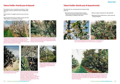 This required a complete and integrated concept for orchard planning, tree design in terms of selection of varieties. Orchard manual to grow cherries on high density systems