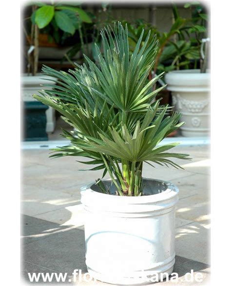 Welche pflanzen und blumen wachsen im schatten? Chamaerops humilis Vulcano - Kompakte Zwerg-Palme | FLORA ...
