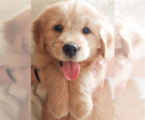 They're also extremely sensitive to temperatures, so you have. View Ad: Golden Retriever-Shih Tzu Mix Puppy for Sale near Wisconsin, HORTONVILLE, USA. ADN-157938