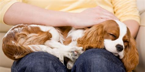 Lumps And Bumps — What To Do If Your Dog Has A Mass Under Their Skin