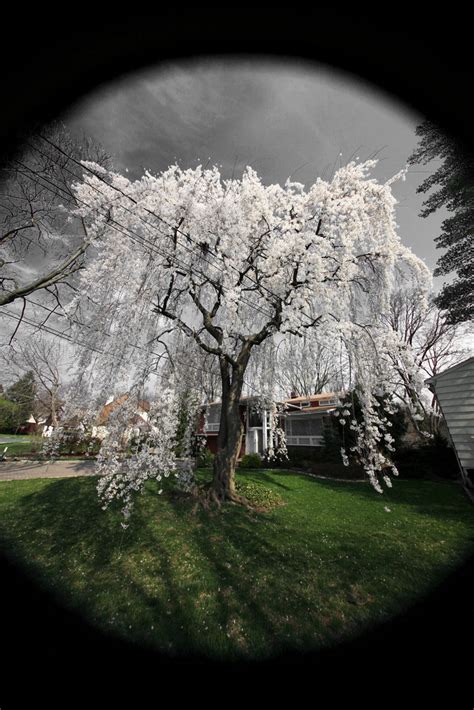 Flowering Weeping Willow Tree