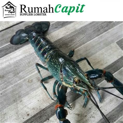 Lobster air tawar memiliki banyak jenis dari berbagai penjuru dunia, jenis lobster papua memiliki warna yang bagus, ini jenis lobster air tawar memiliki kondisi yang unik untuk masing, masing jenis, ada yang hidup di perairan dingin, dan perairan yang biasa. Jual Lobster Air Tawar Konsumsi Hidup Size Large Qty 5-10 ...