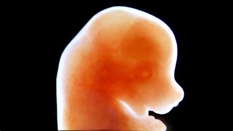 Japón Aprueba La Creación De Embriones Híbridos Entre Roedores Y