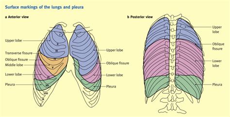 The Respiratory System Anaesthesia And Intensive Care Medicine