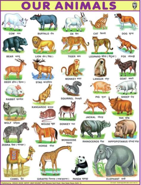 Jumbo Animal Chart For Children Paper Print 40 Inch X 54
