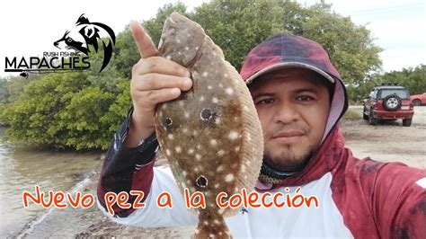 Pesca Yucatán Salida Grupal Al Puente De Progreso Golden Nueva