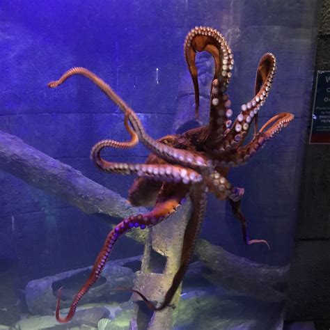 Worlds Largest Octopus Species Has Arrived Bristol Aquarium