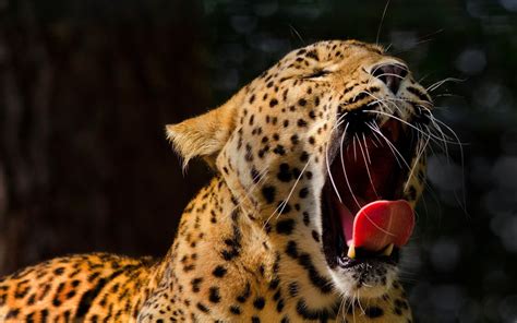 Hintergrundbilder Tiere Offener Mund Tierwelt Große Katzen