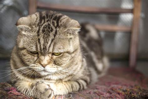 The medication is available in capsule, tablet, or. Gabapentin For Cats: Safety Protocols and Information ...