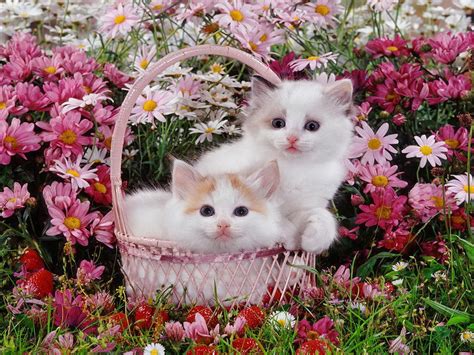Cute Kittens With Flowers Yorkshirerose Photo 41403364 Fanpop