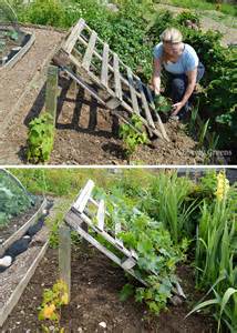 Cucumber vines love to creep and this diy ladder trellis simply lets cucumbers do their thing! No tools required DIY Pallet Cucumber Trellis • Lovely Greens