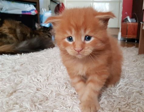 Fill your cart with color today! Maine Coon Cats For Sale | Portland, OR #272475 | Petzlover