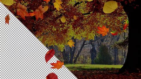 Falling Autumn Leaves Pack Stock Motion Graphics Motion Array