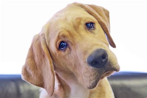 Home care for a rabbit with a a head tilt in a rabbit is usually caused by a problem inside the ear or brain (where the balance centre sits). Why Do Most Dogs Tilt Their Heads When We Talk to Them?