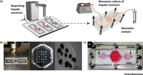 A Bioprinted Liver On A Chip For Drug Screening Applications Trends In