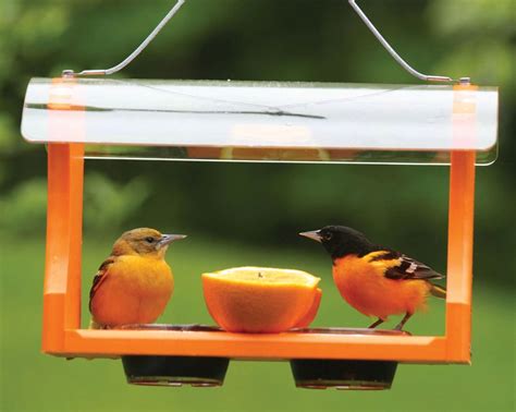 This erva hanging glass dish is ideal for feeding your orioles with grape jelly. Birds Choice Recycled Plastic Oriole Feeder with Hanging Cable
