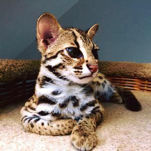 Bengal kittens, savannah kittens, serval kittens and cracal kittens in our large breeding program, all of our kittens are exposed to an appropriate amount of uv lighting. Savannah Cat For Sale Near Me - Best Cat Wallpaper