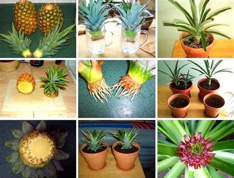 Jak Zasadit Ananas Doma Z Vrcholu Sazenice Ananasu Video