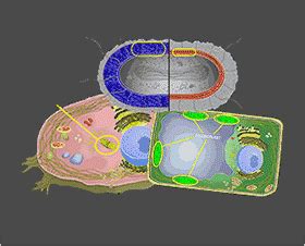 In animal cells, cytokinesis results when a fiber ring composed of a protein called actin around the center of the cell contracts pinching the cell into two daughter cells, each in plant cells, the rigid wall requires that a cell plate be synthesized between the two daughter cells. CELLS alive!