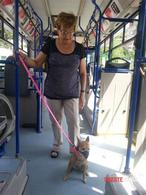 Io sono americano, sono di boston. Anziana con il cane sul bus: l'autista si ferma e intervengono i Carabinieri