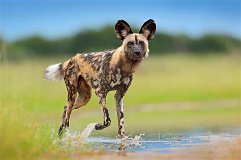 Top 10 Facts About African Wild Dogs Cape Hunting Dogs National
