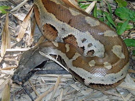 Snakes Of Thailand Boidae Pythons